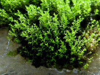 Снимка на Fissidens splachnobryoides