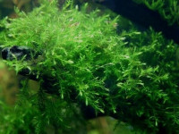 Снимка на Fontinalis antipyretica