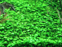 Снимка на Glossostigma elatinoides, (Bentham, 1854)