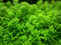 Снимка на Hemianthus callitrichoides