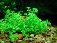 Снимка на Hemianthus micranthemoides
