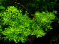 Снимка на Hottonia palustris, (Linne, 1753)