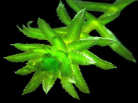 Снимка на Hydrilla verticillata, (Linne,  Royle, 1839)