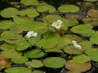 Снимка на Hydrocharis morsus-ranae (Linne, 1753)