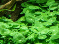 Снимка на Hydrocotyle verticillata (THUNBERG, 1798)