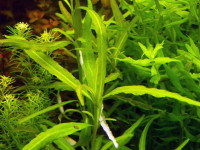 Снимка на Hygrophila polysperma Ceylon