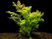 Снимка на Hygrophila difformis (Blume,  1826)