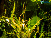 Снимка на Hygrophila pinnatifida, (Dalzell, 1851)