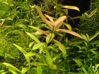 Снимка на Hygrophila polysperma (  Anderson, 1867)