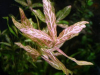 Снимка на Hygrophila spec. Rotlich.
