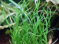 Снимка на Isoetes velata sicula, ( Braun, Gennari, 1861)