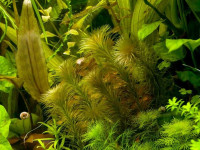 Снимка на Lagarosiphon cordofanus, (Caspary, 1858)