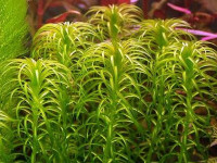 Снимка на Lagarosiphon major, (Ridley,  Moss, 1928)