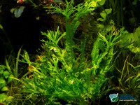 Снимка на Leptochilus pteropus (Blume) Fraser-Jenk