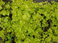Снимка на Lysimachia nummularia ( LINNE, 1753)