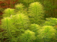 Снимка на Myriophyllum mattogrossense (Hoehne, 1915)