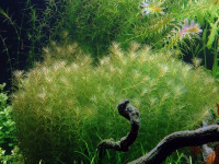 Снимка на Myriophyllum mezianum, (Schindler, 1981)