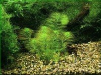 Снимка на Myriophyllum scabratum ( (Walter) Britton, Sterns & Poggenb., 1917)