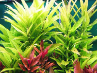Снимка на Nomaphila Spec. Langblattrig