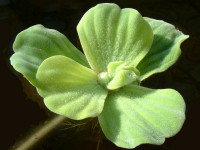 Снимка на Pistia stratiotes, (Linne, 1753)