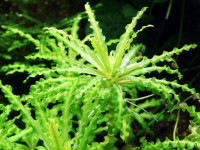 Снимка на Pogostemon helferi, (Hook. f.)