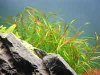 Снимка на Potamogeton gayi, (A. Bennett, 1892)