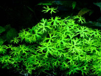 Снимка на Ranunculus inundatus, (Brown, Candolle, 1817)