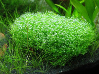 Снимка на Riccia fluitans, (Linne, 1753)