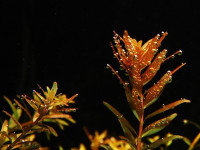 Снимка на Rotala indica (Koehne, 1880)