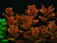 Снимка на Rotala macrandra, (Koehne, 1880)