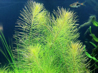 Снимка на Rotala wallichii, (Hooker Koehne, 1880)