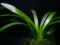 Снимка на Sagittaria graminea, (Michaux, 1803)