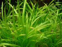 Снимка на Sagittaria subulata, (Linnе  Buchenau, 1871)