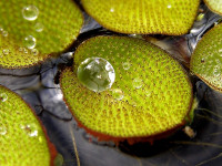 Снимка на Salvinia auriculata, (Aublet, 1775)