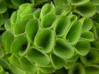 Снимка на Salvinia cucullata, (Bory, 1833)