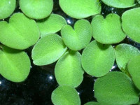 Снимка на Salvinia minima, ( Baker, 1886)
