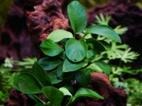 Снимка на Schismatoglottis prietoi (Boyce, Medecilo & Wong, 2015)
