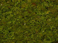 Снимка на Spirodela polyrhiza, (Linne  Schleiden, 1839)