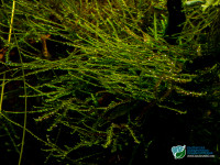 Снимка на Taxiphyllum barbieri, (Iwatsuki, 1982)