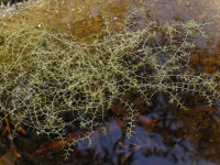Снимка на Utricularia gibba, (Linne, 1753)