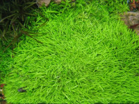 Снимка на Utricularia graminifolia (Vahl, 1804)
