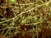 Снимка на Utricularia vulgaris (Linne, 1753)