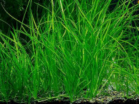 Снимка на Vallisneria nana, (R. Brown, 1810)
