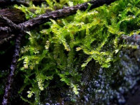 Снимка на Vesicularia ferriei, (Card. & Ther.) Broth.