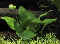 Снимка на Anubias barteri var. nana