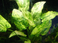 Снимка на Echinodorus cordifolius 'Tropica Marble Queen'