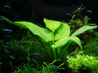 Снимка на Echinodorus macrophyllus, (Kunth,  Micheli, 1881)