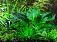 Снимка на Echinodorus opacus, (Rataj, 1970)