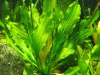 Снимка на Echinodorus osiris, (Rataj, 1970)