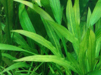 Снимка на Echinodorus palaefolius, (Nees, Martius, MacBride, 1931)